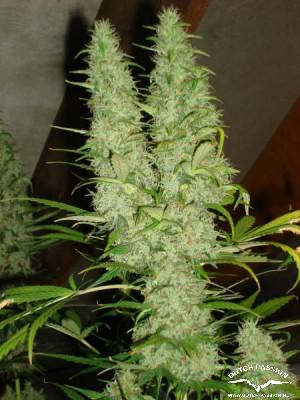 Skunk #11 - DUTCH PASSION | TanieSianie.pl