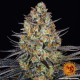 LSD - BARNEY’S FARM | TanieSianie.pl