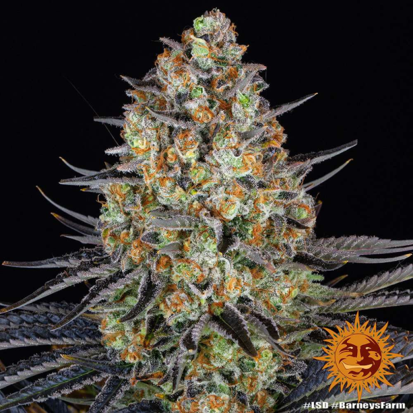 LSD - BARNEY’S FARM | TanieSianie.pl