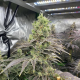 Toasted R1 - ETHOS GENETICS | TanieSianie.pl