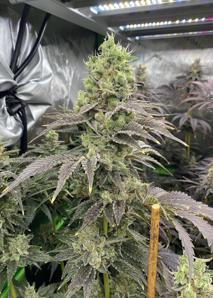Toasted R1 - ETHOS GENETICS | TanieSianie.pl