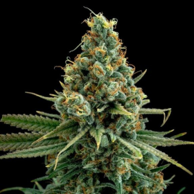 Sour Patch Punch - ELEV8 SEEDS | TanieSianie.pl
