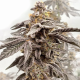 Sour Apple Kiss - ELEV8 SEEDS | TanieSianie.pl