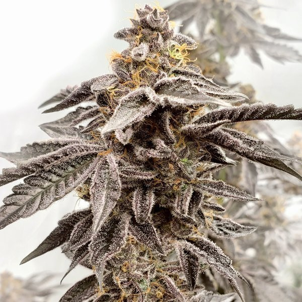 Sour Apple Kiss - ELEV8 SEEDS | TanieSianie.pl