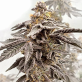 Sour Apple Kiss - ELEV8 SEEDS