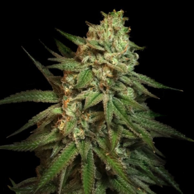 Snoop’s Applefrizzle - ELEV8 SEEDS | TanieSianie.pl