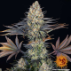 LSD - BARNEY’S FARM | TanieSianie.pl