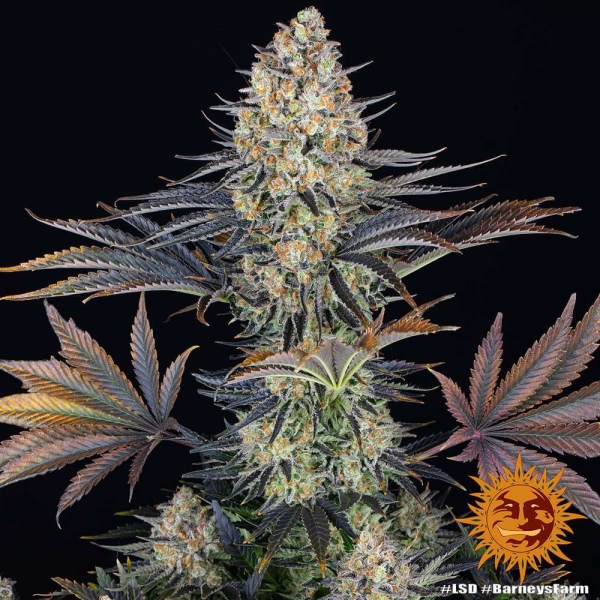 LSD - BARNEY’S FARM | TanieSianie.pl