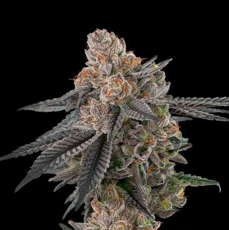 Apples & Bananas S1 - ELEV8 SEEDS | TanieSianie.pl