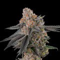 Apples & Bananas S1 - ELEV8 SEEDS