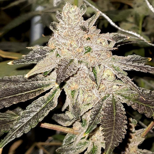 Gelato Sundae - ELEV8 SEEDS | TanieSianie.pl