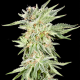 Gelato Sundae - ELEV8 SEEDS | TanieSianie.pl