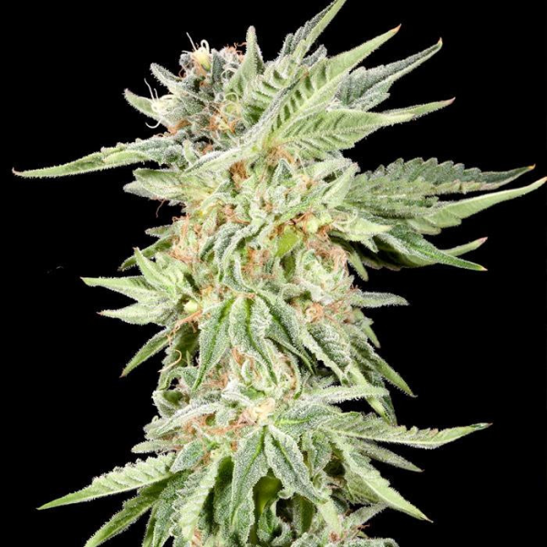 Gelato Sundae - ELEV8 SEEDS | TanieSianie.pl