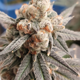 Gelato Punch - ELEV8 SEEDS | TanieSianie.pl