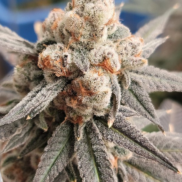 Gelato Punch - ELEV8 SEEDS | TanieSianie.pl