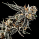 Gelato Punch - ELEV8 SEEDS | TanieSianie.pl