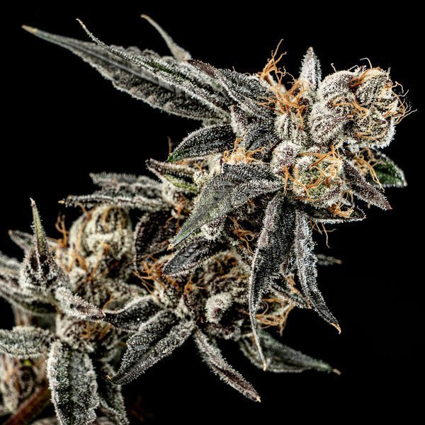 Gelato Punch - ELEV8 SEEDS | TanieSianie.pl