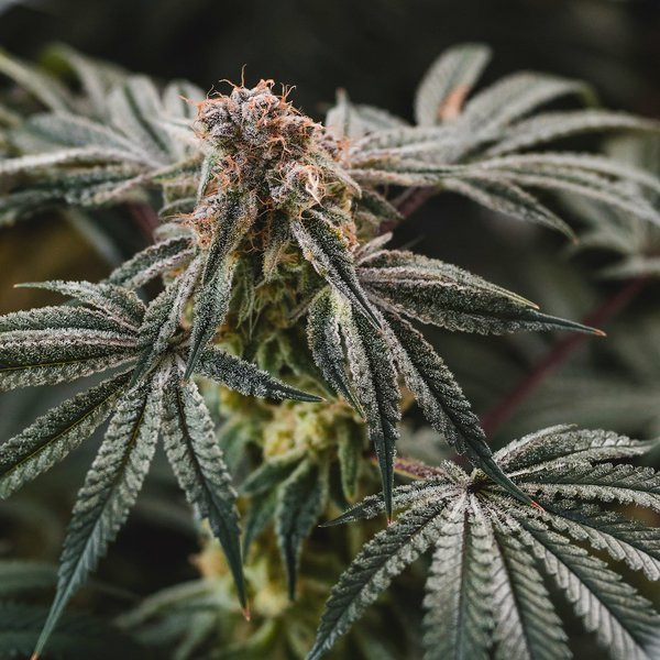 Gelato Punch - ELEV8 SEEDS | TanieSianie.pl