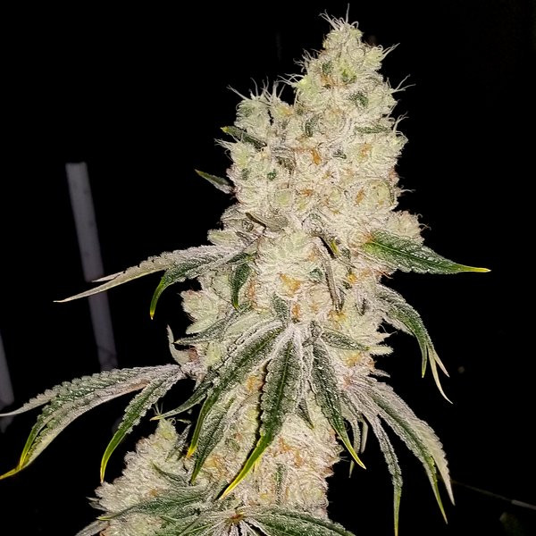 Gelato Punch - ELEV8 SEEDS | TanieSianie.pl