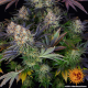 LSD - BARNEY’S FARM | TanieSianie.pl