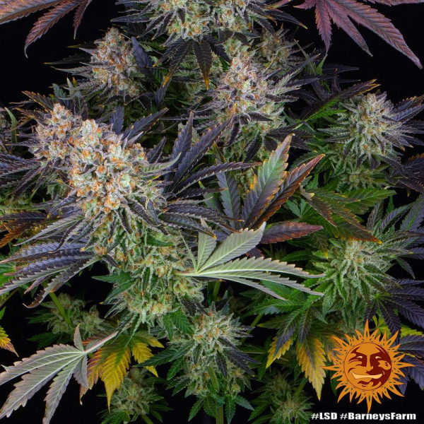 LSD - BARNEY’S FARM | TanieSianie.pl