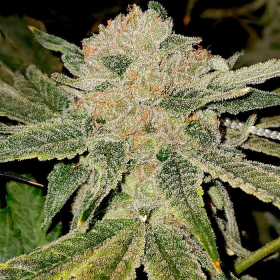 Gelato Kiss - ELEV8 SEEDS | TanieSianie.pl