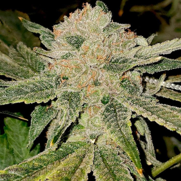 Gelato Kiss - ELEV8 SEEDS | TanieSianie.pl