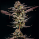 Gelato Kiss - ELEV8 SEEDS | TanieSianie.pl