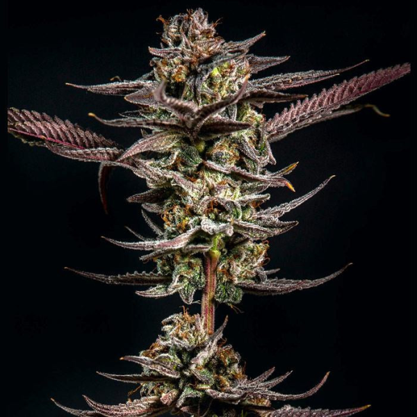 Gelato Kiss - ELEV8 SEEDS | TanieSianie.pl