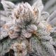 Gary Burger - ELEV8 SEEDS | TanieSianie.pl