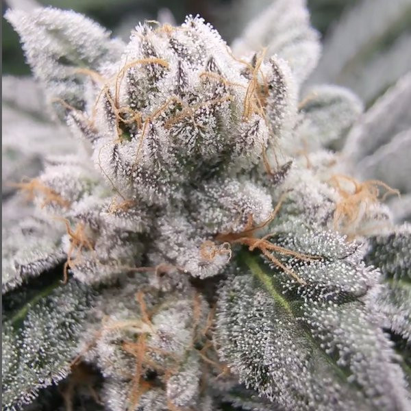 Gary Burger - ELEV8 SEEDS | TanieSianie.pl