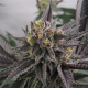 Gary Burger - ELEV8 SEEDS | TanieSianie.pl