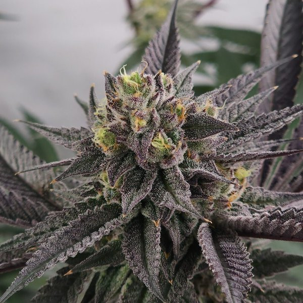 Gary Burger - ELEV8 SEEDS | TanieSianie.pl