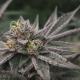 Gary Burger - ELEV8 SEEDS | TanieSianie.pl