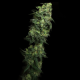 White Serpent - ELEV8 SEEDS | TanieSianie.pl