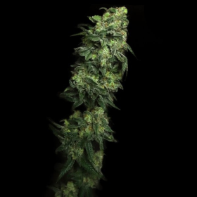 White Serpent - ELEV8 SEEDS | TanieSianie.pl