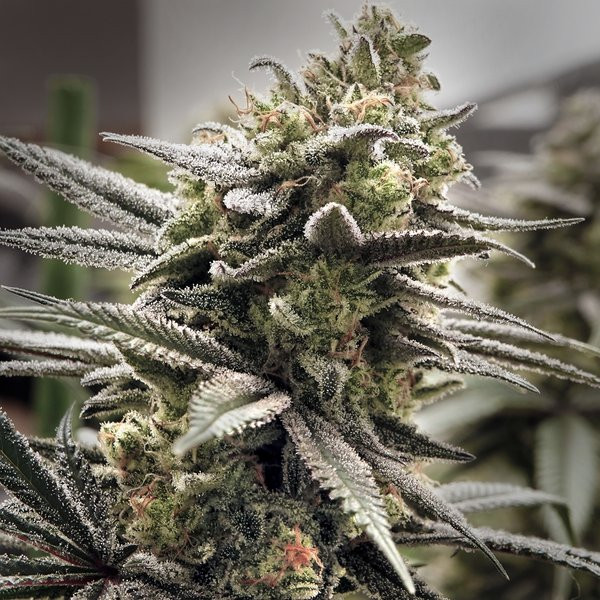 Thundersnow - ELEV8 SEEDS | TanieSianie.pl