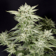 Sherbet S1 - ELEV8 SEEDS | TanieSianie.pl
