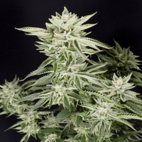 Sherbet S1 - ELEV8 SEEDS | TanieSianie.pl