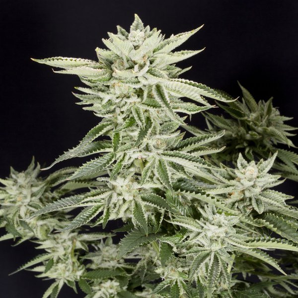 Sherbet S1 - ELEV8 SEEDS | TanieSianie.pl