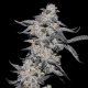 Purple Cherry Popper - ELEV8 SEEDS | TanieSianie.pl