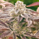 Punch Drunk Ape - ELEV8 SEEDS | TanieSianie.pl