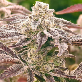 Punch Drunk Ape - ELEV8 SEEDS | TanieSianie.pl