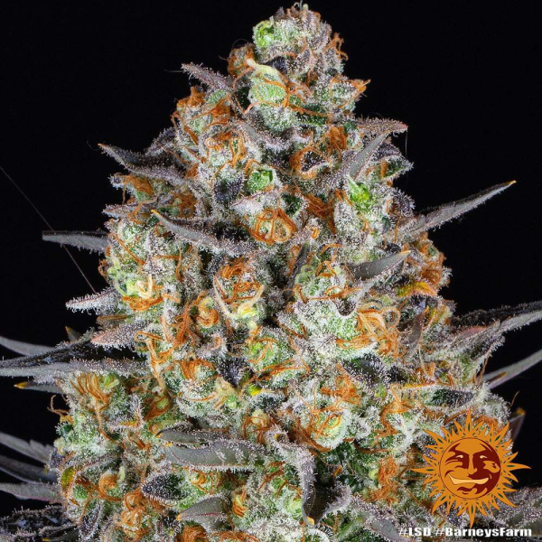 LSD - BARNEY’S FARM | TanieSianie.pl
