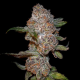Punch Drunk Ape - ELEV8 SEEDS | TanieSianie.pl
