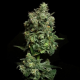 Oregon Apple Trail - ELEV8 SEEDS | TanieSianie.pl