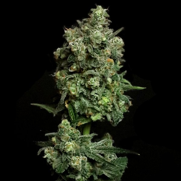 Oregon Apple Trail - ELEV8 SEEDS | TanieSianie.pl