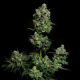 Oregon Apple Trail - ELEV8 SEEDS | TanieSianie.pl