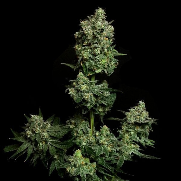 Oregon Apple Trail - ELEV8 SEEDS | TanieSianie.pl