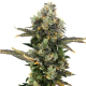 King Cone - ELEV8 SEEDS | TanieSianie.pl